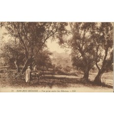 CARTE POSTALE ANCIENNE: ALGERIE ANNEES 1900. SIDI-BOU-MEDINE. ENTRE LES OLIVIERS