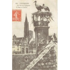 CPA - STRASBOURG - Un Nid De Cigognes - Années 1910