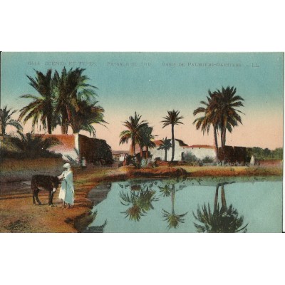 *CPA MAROC, ANNEES 1910, SCENES ET TYPES, OASIS DE PALMIERS-DATTIERS.