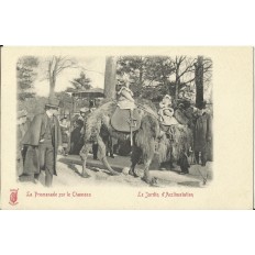 CPA: PARIS, Jardin d'acclimatation, le Chameau - Années 1890