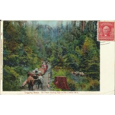 CPA: U.S.A. Logging Scene. Ox Team hauling logs to the Lumber Mill, Années 1900